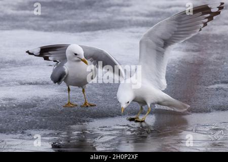 Gemeine Möwe, Möwe oder Meeresmöwe auf rutschigem Eis Stockfoto