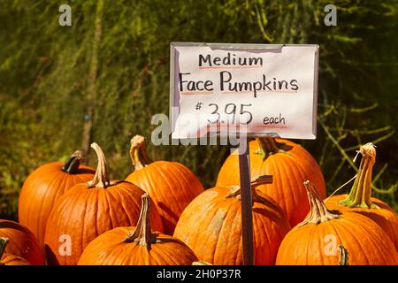 Face Pumpkins, manchmal auch Squash oder Marrow genannt, wird auf einem Straßenmarkt in Amish Country, Lancaster County, Pennsylvania, USA, verkauft Stockfoto