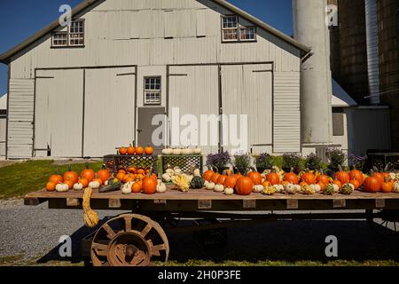 Kürbisse zum Verkauf auf einer Amish Farm, Lancaster County, Pennsylvania, USA Stockfoto