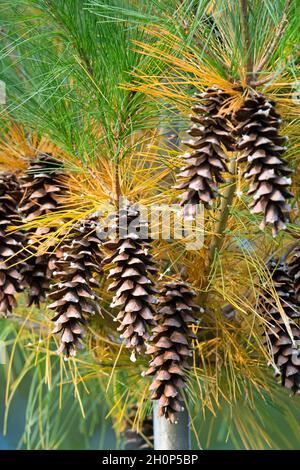 Pinus contorta, Tannenzapfen im Herbst Stockfoto