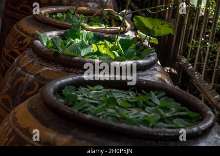 Wasser Salat ist auf dem offenen der alten großen irdenen Töpfen. Das Wasser Kopfsalat ist in muschelblumen Gattung von Wasserpflanzen, Grün, selektiven Fokus. Stockfoto