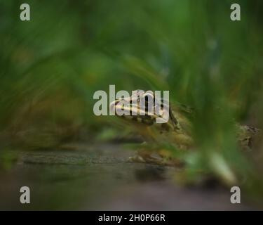 Indian Green Bullfrog zwischen Gräsern in der Nähe eines Sees Stockfoto