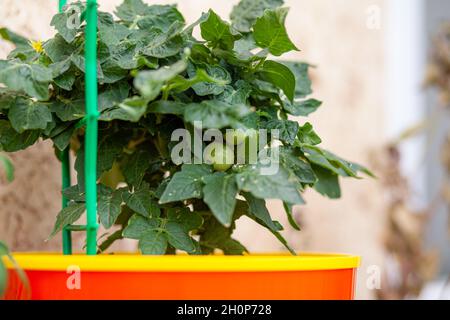 Unreife kleine Tomaten, die auf der Fensterbank wachsen. Frisches Mini-Gemüse im Gewächshaus auf einer Filiale mit den grünen Früchten. Der Strauch ist unbewachsen Stockfoto