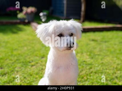 Junge Bichon Frise und Pudel-Mischlingshund Stockfoto