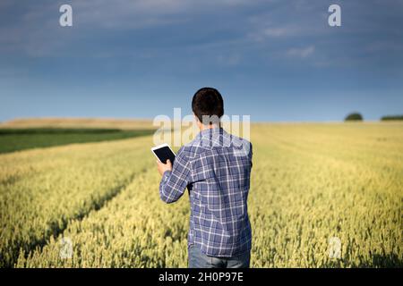Rückansicht eines jungen, hübschen Landwirtschaftsingenieurs, der im Frühsommer mit einer Tablette in den Händen auf einem grünen Weizenfeld steht Stockfoto