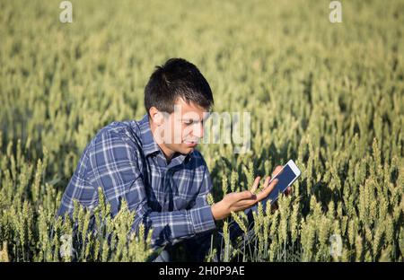 Junge hübsche Landwirtschaft Ingenieur hocken in Grünes Weizenfeld mit Tablet in Händen im Frühsommer Stockfoto