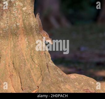 Indisches Palmenhörnchen (Funambulus palmarum) aus Sri Lanka klettert auf einen Baum Stockfoto