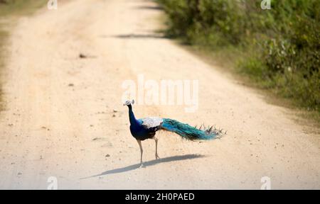 Schöner blauer Vogel Pfau zu Fuß auf Feldweg im Nationalpark von Sri Lanka Stockfoto