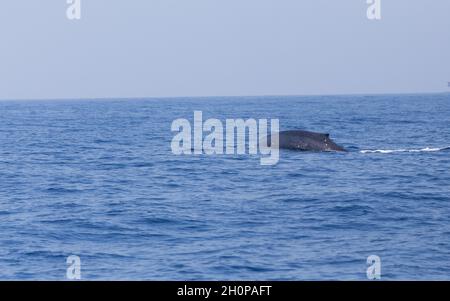 Rückseite des Blauwals (Balaenoptera musculus) im Indischen Ozean Stockfoto