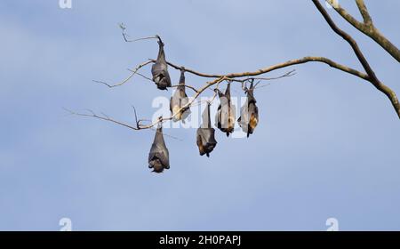 Großer grauer Flugfuchs Pteropus. Gruppe von Fledermäusen hängen kopfüber vom Ast Stockfoto
