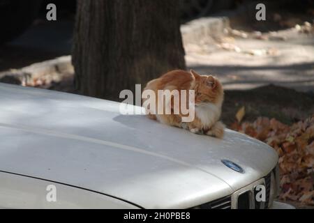 Lustige leuchtend rote Farbe flauschige Katze warm auf weißem Auto im Herbst Tag Stockfoto