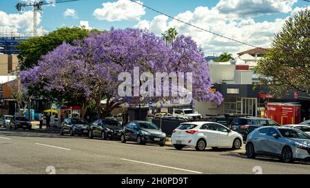 Brisbane, Queensland, Australien - blühender Jacaranda-Baum Stockfoto