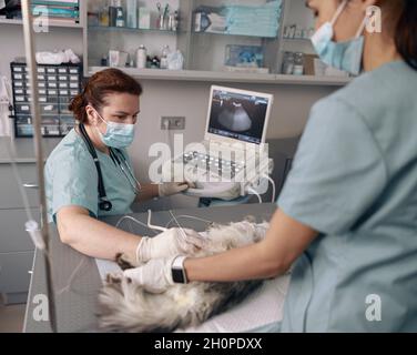 Veteranin führt Ultraschall der Bauchorgane der Katze mit Krankenschwester in der Klinik Stockfoto