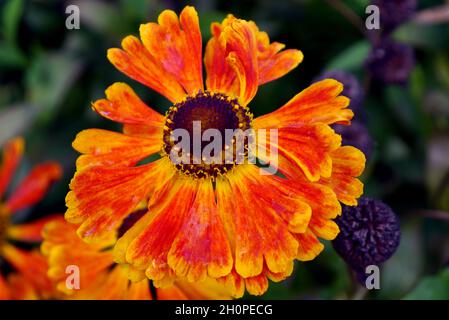 Braune Augen, Gold/Gelb/Orange Helenium „Waltraut“ (Sneezeeed) Blume, die in den Grenzen von RHS Garden Bridgewater, Worsley, Manchester, Großbritannien, angebaut wird. Stockfoto