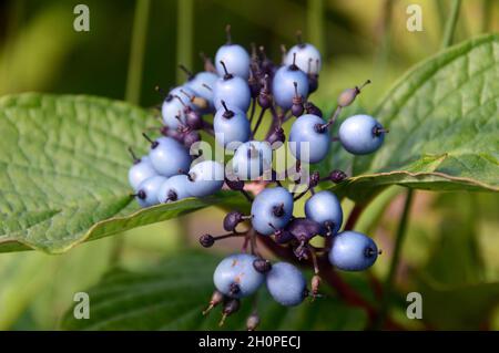 Ein Haufen hellblauer, sibirischer Dogwood-Beeren (Cornus alba ‘sibirica’), die in den Grenzen des RHS Garden Bridgewater, Worsley, Manchester, Großbritannien, angebaut werden. Stockfoto