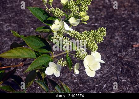 Gelbe/cremige/weiße Rispenhortensie (Hydrangea paniculata 'Melody') Blumen, die in den Grenzen von RHS Garden Bridgewater, Worsley, Manchester, Großbritannien, angebaut werden. Stockfoto