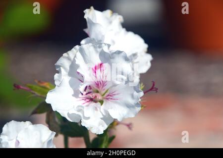 Weiße Pelargonium grandiflorum 'Snowberry' (Regal) Blumen, die in einem Blumentopf im RHS Garden Bridgewater, Worsley, Manchester, Großbritannien, angebaut werden. Stockfoto