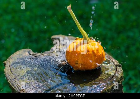 Kürbis Zombie Hybrid auf einem Holztisch im Regen Stockfoto