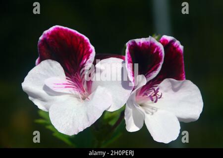 Weiß/Lila Pelargonium grandiflorum 'Covina' (Regal) Blumen, die in einem Blumentopf im RHS Garden Bridgewater, Worsley, Manchester, Großbritannien, angebaut werden. Stockfoto