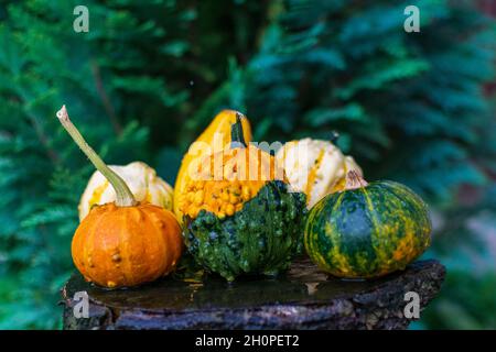 Dekorative Kürbisse oder Kürbisse auf einem Holztisch in der Natur Stockfoto