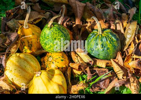 Grüne und gelbe Kürbisse oder Kürbisse, die von Herbstblättern bedeckt sind Stockfoto