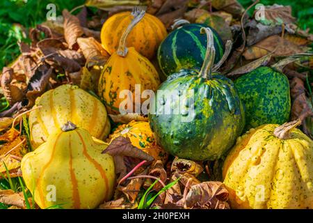 Grüne und gelbe Kürbisse oder Kürbisse, die von Herbstblättern bedeckt sind Stockfoto