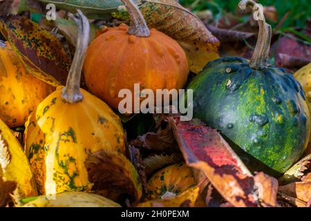 Grüne und gelbe Kürbisse oder Kürbisse, die von Herbstblättern bedeckt sind Stockfoto