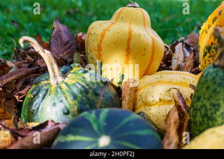 Gelbe und grüne Kürbisse oder Kürbisse, die von Herbstblättern bedeckt sind Stockfoto