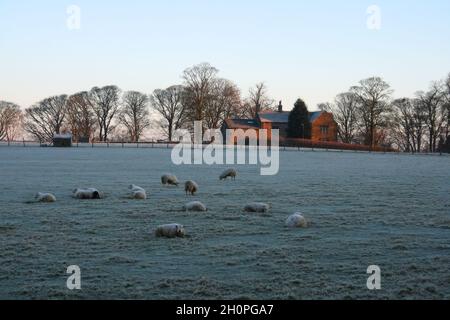 Schafe in einem frostbedeckten Feld und ein Bauernhaus, das kurz nach Sonnenaufgang in Kelbrook und Sough, Lancashire, England, orange leuchtet Stockfoto