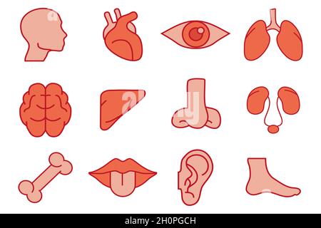 Menschliche Organe Eingestellt. Innere Organe. Von Hand gezeichnet - Gehirn, Auge, Lunge, Herz, Leber, Nase, weibliches Fortpflanzungssystem, Bein, Mund, Ohr, Knochen. Menschliches Biolog Stock Vektor