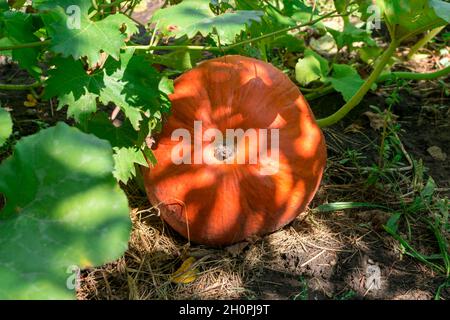 Im Garten wächst ein reifer, großer orangefarbener runder Kürbis, der von hellem Sonnenlicht um viele grüne Blätter herum erleuchtet wird. Herbsterntekonzept Stockfoto