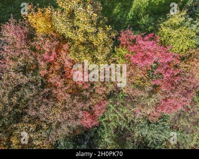 Luftbild Bunte Laubwälder im Herbst Stockfoto
