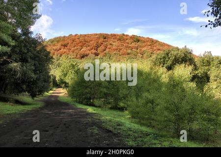 Herbstfarbe von Sizilien Landschaft in Berg Schotterstraße kreuzt Mischwald des Ätna Park Stockfoto