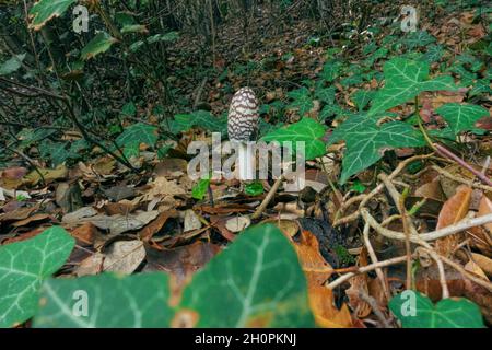 Herbstfarbe von Sizilien Natur Nahaufnahme von Coprinus Picaceus Pilz im Ätna Park Stockfoto