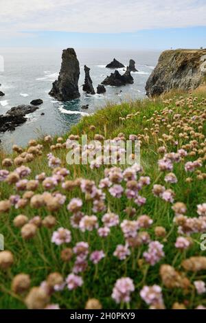 Insel ÒBelle Ile en Mer (vor den Küsten der Bretagne, im Nordwesten Frankreichs): Die Meeresstapel von Port Coton entlang der Südküste Stockfoto