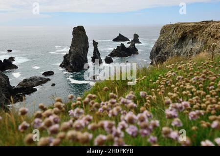 „Belle Ile en Mer“-Insel (vor den Küsten der Bretagne, im Nordwesten Frankreichs): Küstenstapel von Port Coton entlang der Südküste Stockfoto