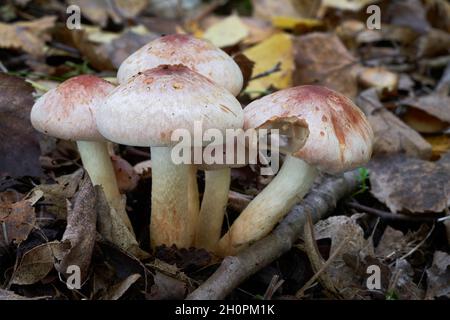 Ungenießbarer Pilz Hypholoma lateritium im Birkenwald. Bekannt als Brick Cap oder Brick Top. In den Blättern wachsen wilde Pilze. Stockfoto