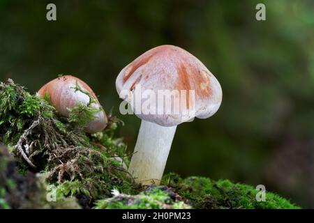 Ungenießbarer Pilz Hypholoma lateritium im Birkenwald. Bekannt als Brick Cap oder Brick Top. Wildpilze wachsen auf dem Stumpf. Stockfoto