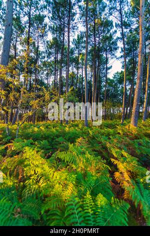 Kiefernwald im Département Landes (Südwestfrankreich) Stockfoto