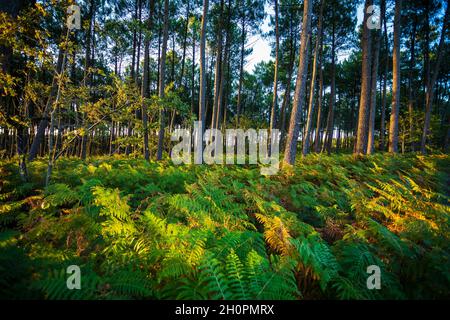 Kiefernwald im Département Landes (Südwestfrankreich) Stockfoto