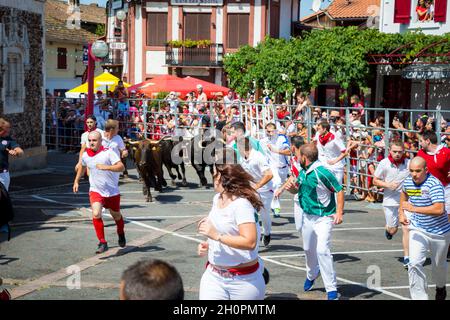 Bullenlauf ('Encierro') in Parentis en Born (Südwestfrankreich). Kühe aus dem Departement Landes in einer Straße der Stadt während der Feria Stockfoto