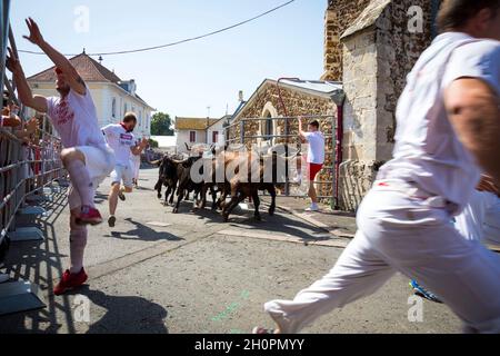 Bullenlauf ('Encierro') in Parentis en Born (Südwestfrankreich). Kühe aus dem Departement Landes in einer Straße der Stadt während der Feria Stockfoto