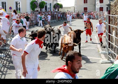 Bullenlauf ('Encierro') in Parentis en Born (Südwestfrankreich). Kühe aus dem Departement Landes in einer Straße der Stadt während der Feria Stockfoto