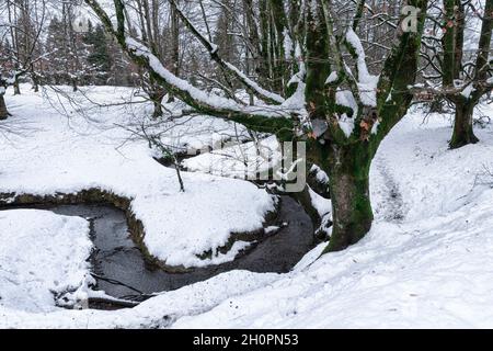Otzarreta Buchenwald im baskenland im verschneiten Winter Stockfoto