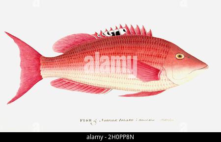 George Raper Vintage Fisch Illustration - Fisch von Norfolk Island Stockfoto