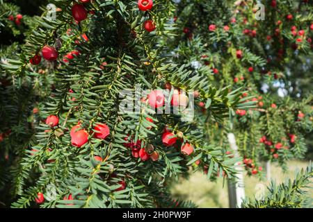 Nahaufnahme von roten, fleischigen Eibenbeeren (Arillen) auf einer Gemeinen Eibe (Taxus baccata), England, Großbritannien Stockfoto