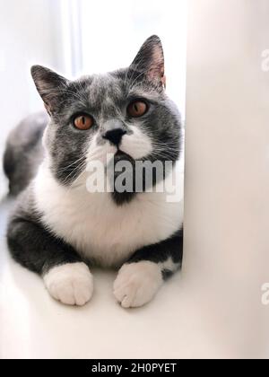 Graue und weiße Katze mit orangefarbenen Augen, die am Rand des weißen Fensters in einer hellen Wohnung chillt Stockfoto