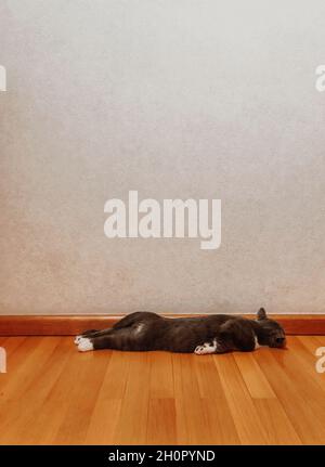 Vertikale Aufnahme eines faulen schläfrigen Haustieres der Katze, das auf dem Bauch des Besitzers zu Hause schläft, graues Kurzhaar-Kätzchen mit weißen Pfoten, flach auf dem Bauch mit Beinen liegend Stockfoto