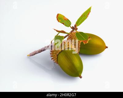 Die Eichel oder Kermes Eiche, Quercus coccifera isoliert auf weißem Hintergrund Stockfoto