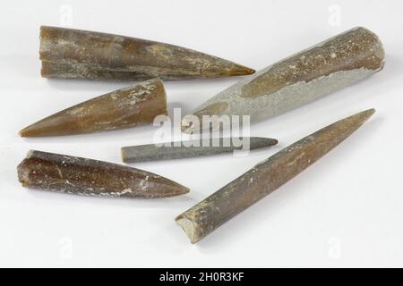 Belemnite prähistorisches Meeresfossil aus der Jurazeit und Kreidezeit (vor 150 bis 65 Millionen Jahren) Stockfoto